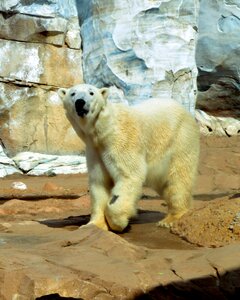 Bear white mammal photo