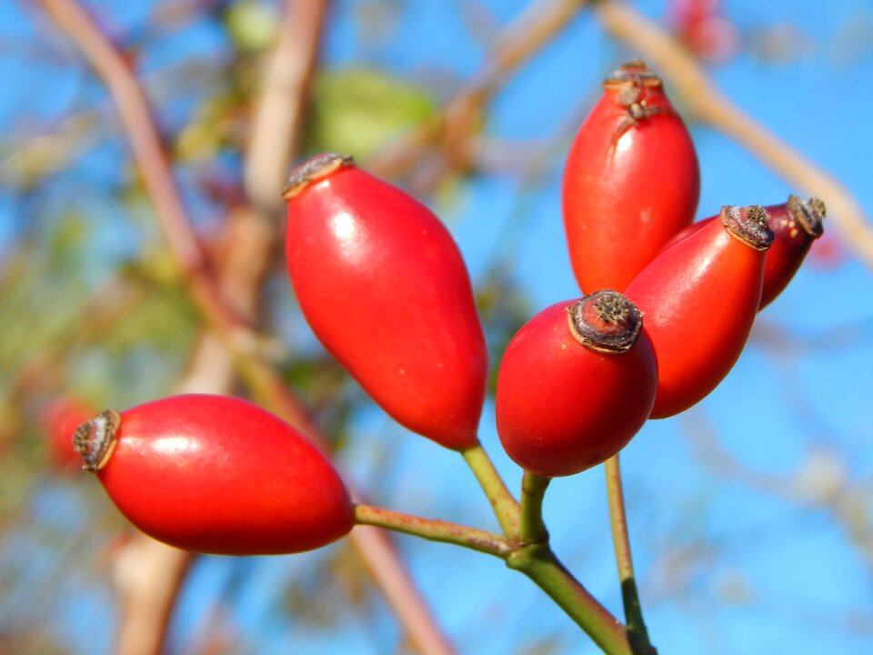 Red autumn fruits roses