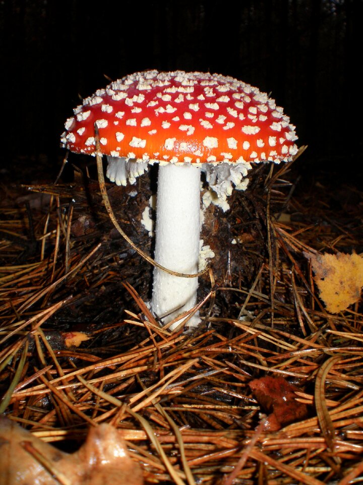 Amanita muscaria vacation autumn forest