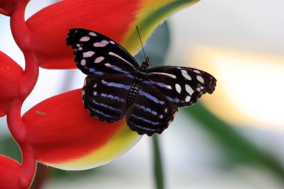 Wing garden insect