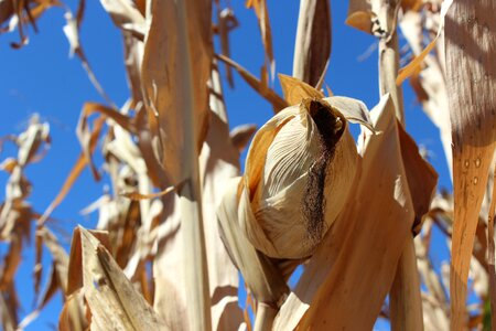 Grain sky cornfield