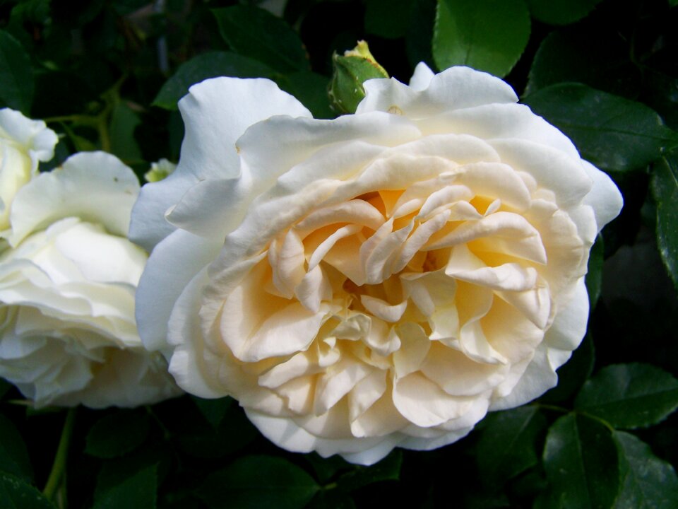 White flower summer flower flower garden