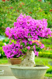 Natural flowers bloom pink flower