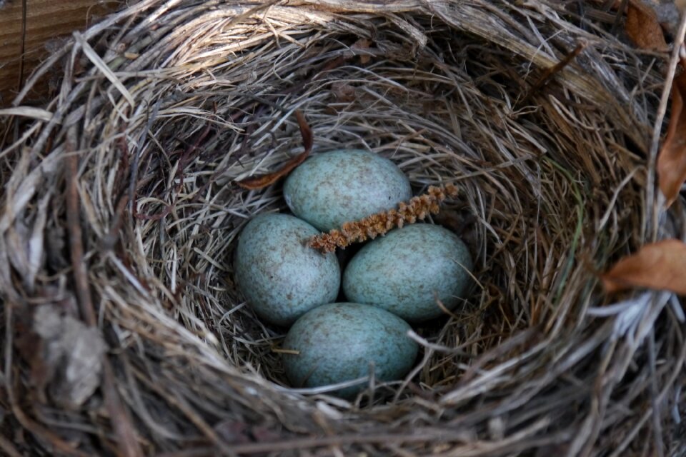 Bird eggs blue eggs scrim