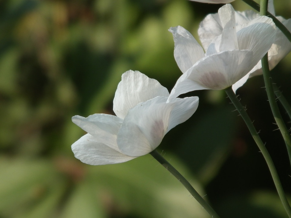 White flower petals