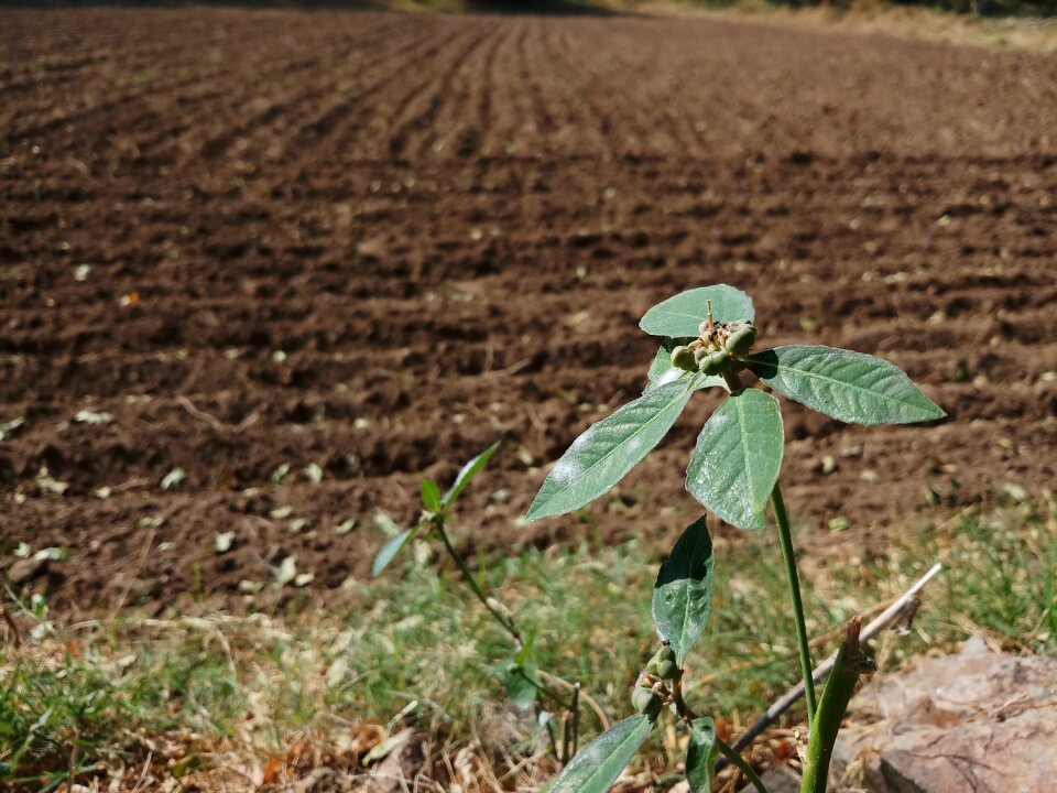 Agriculture outdoors flora