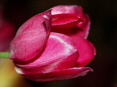 Spring flowers closeup macro photography