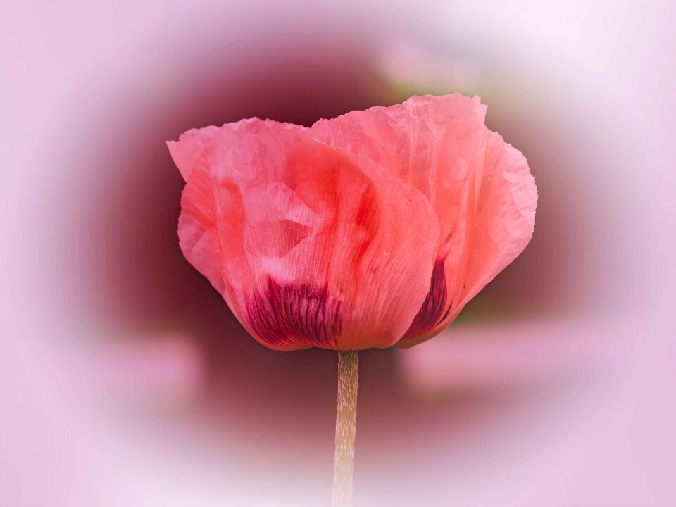 Pink poppy nature garden