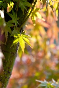 Nature the leaves wood photo