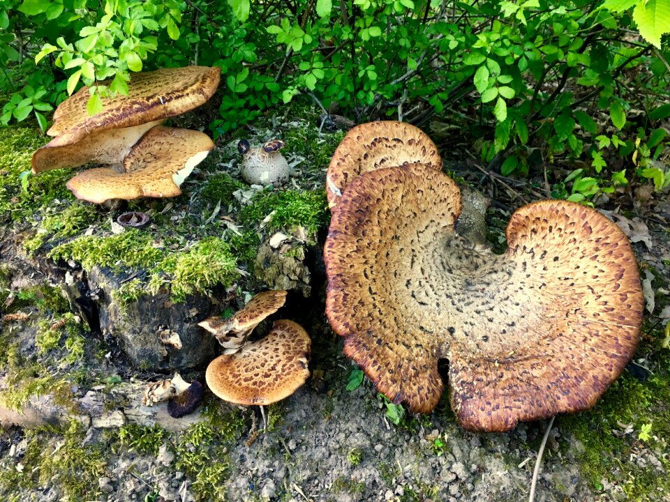 Nature moss wood