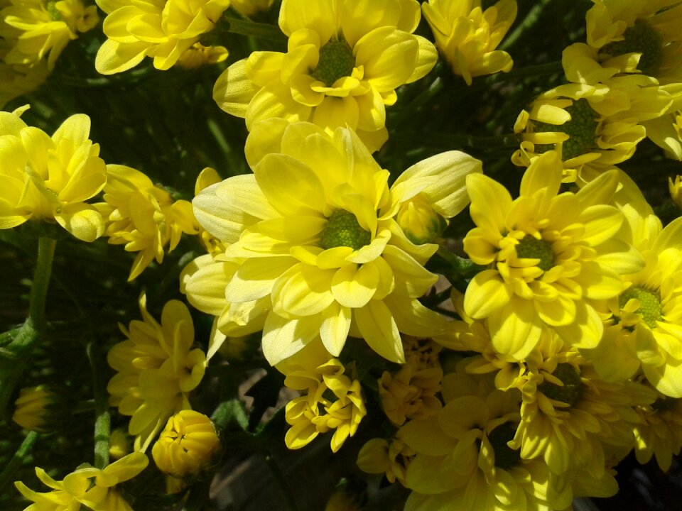 Colorful yellow flower