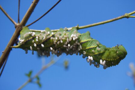 Manduca sexta the tobacco hawk moth tobacco hornworm