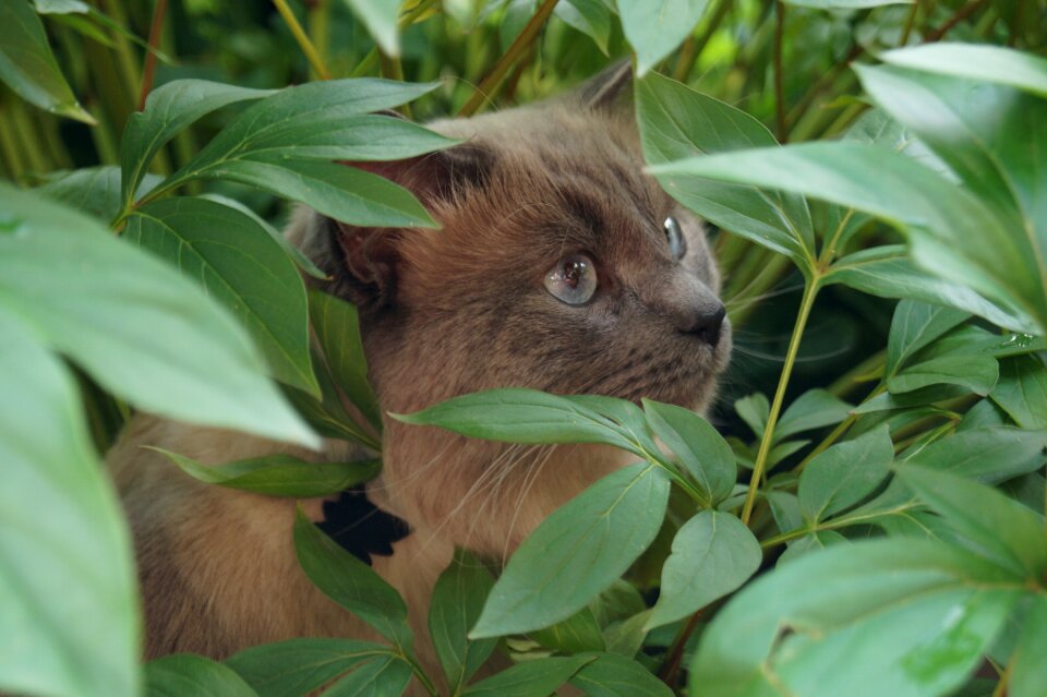 Domestic cat pet mammal