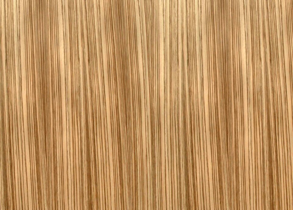 Rings of a tree the background tree