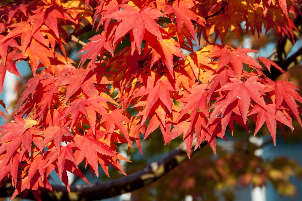 Nature leaves the leaves