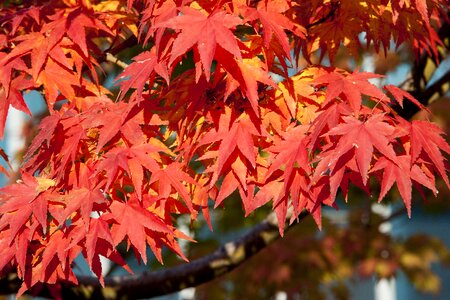 Nature leaves the leaves