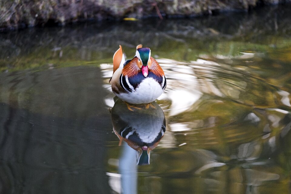 Asia bird water bird