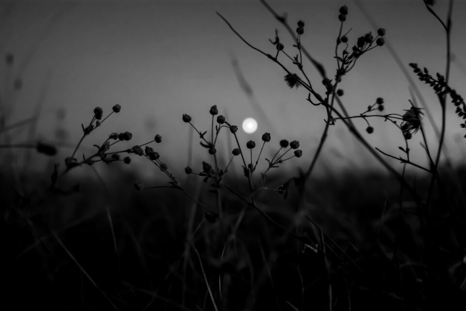 Through grass gray moon