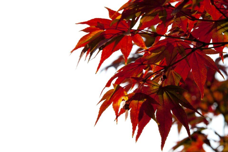 Nature leaves the leaves