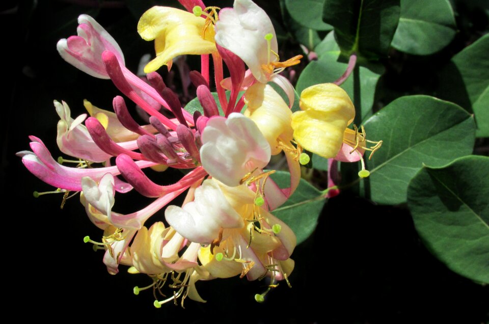 Creeper fragrant climber