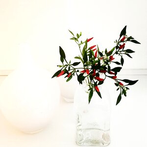 Paprika contrast mini-chili