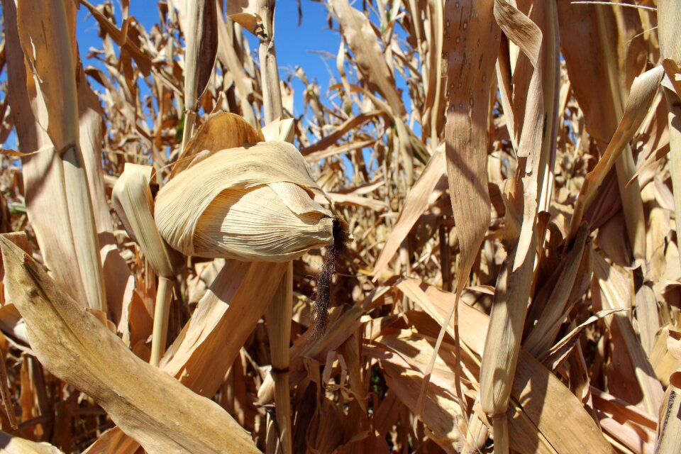 Harvest cereals grain