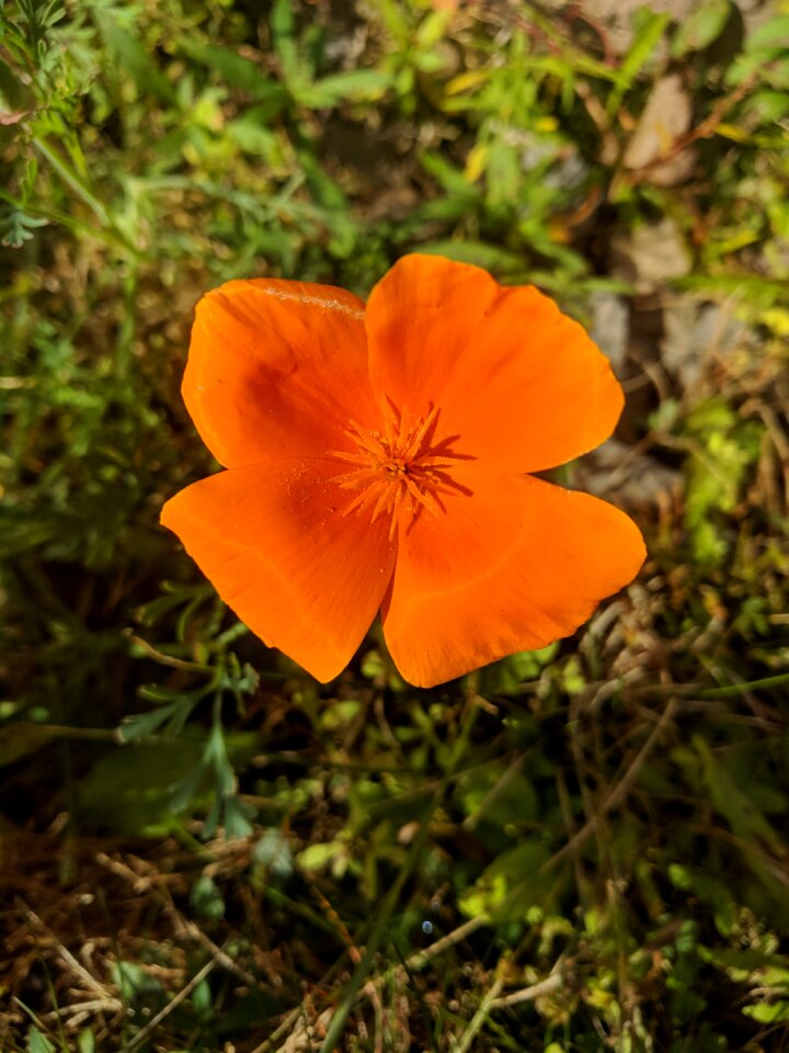 Blossom flower isolated nature