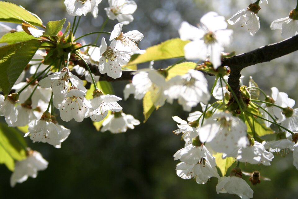 Nature flowering blooming tree