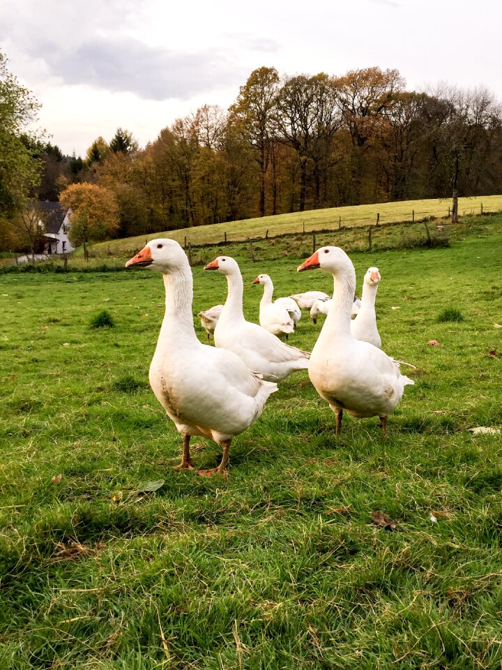 Bird farm in the free