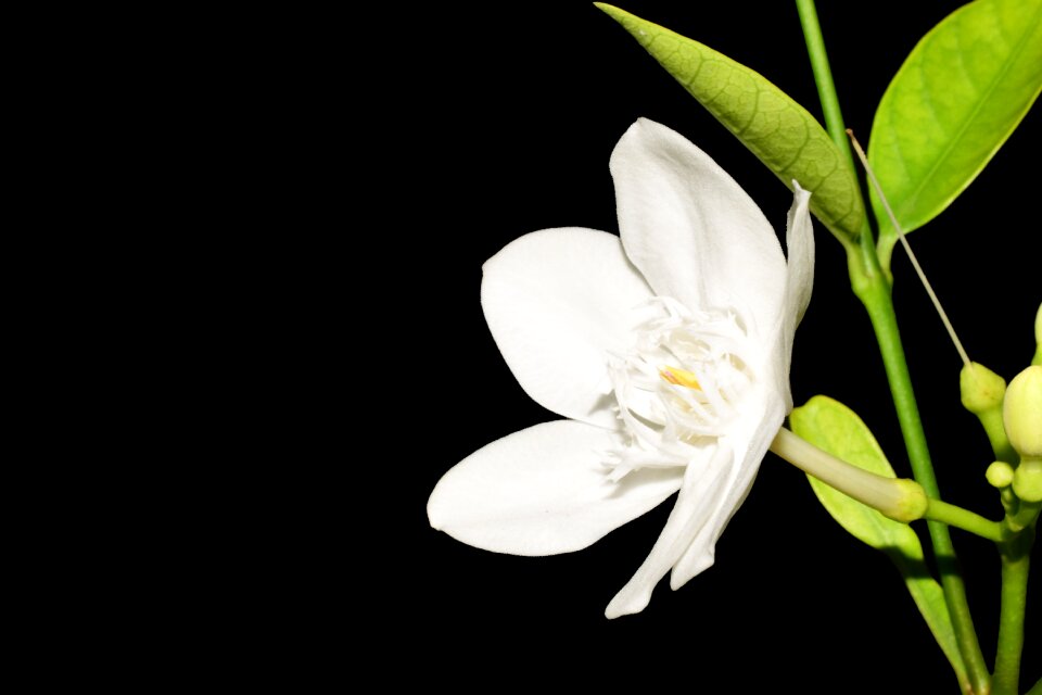 The small flowers plant small flowers