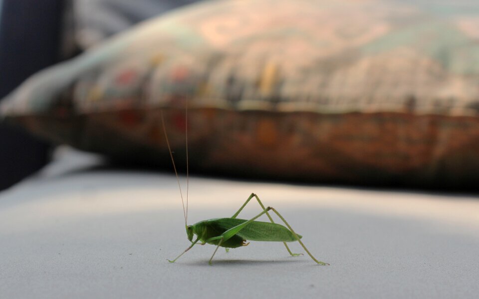 Close up insect animal