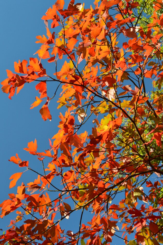 Orange yellow season photo