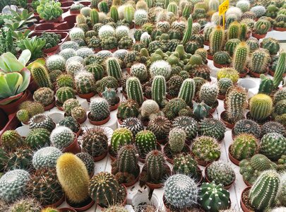 Green pots nature