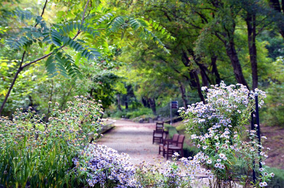 Forest wood park