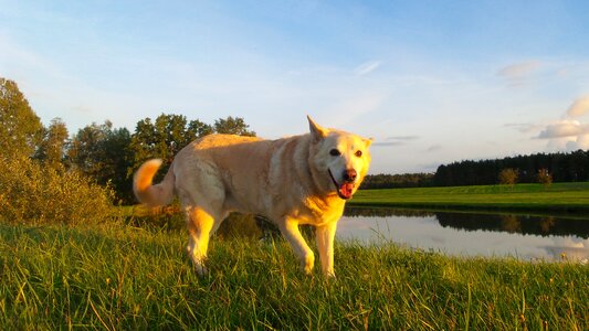 Animal meadow nature