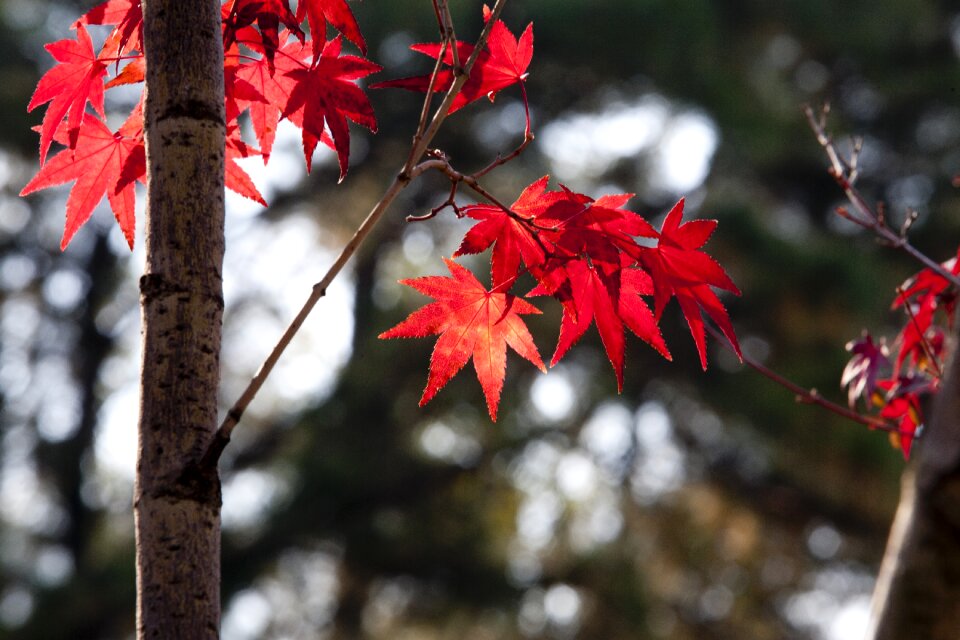 Nature the leaves wood