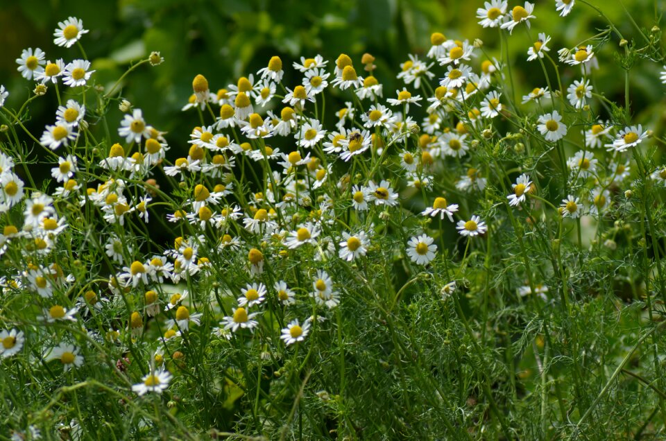 Flower meadow flowers white