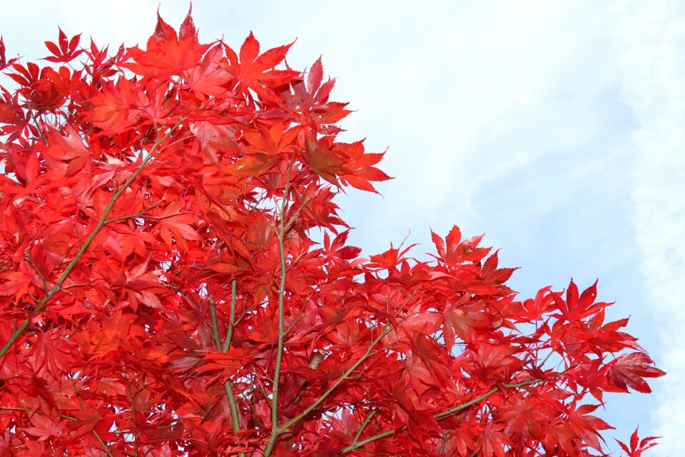 Tree autumn nature photo