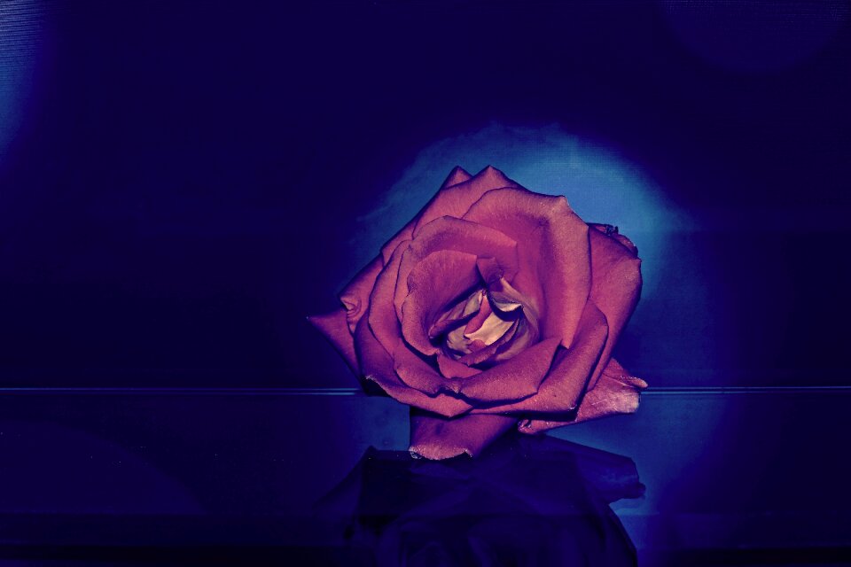 Roses background dark