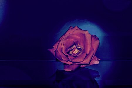 Roses background dark