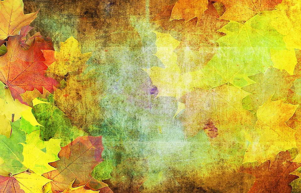 October leaves maple