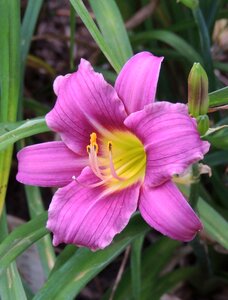 Day-lily perennial botany photo