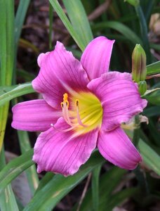 Day-lily perennial botany