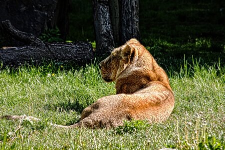 Animal feline lioness photo