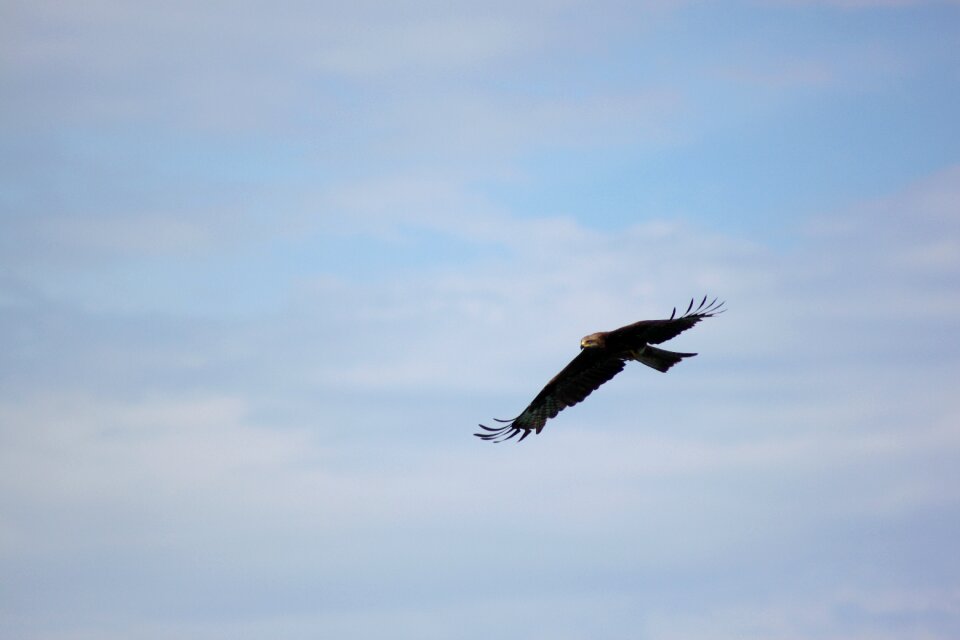 Bird flight predator