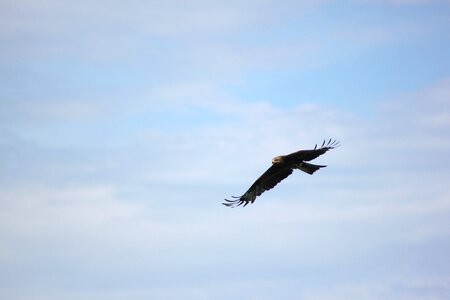 Bird flight predator