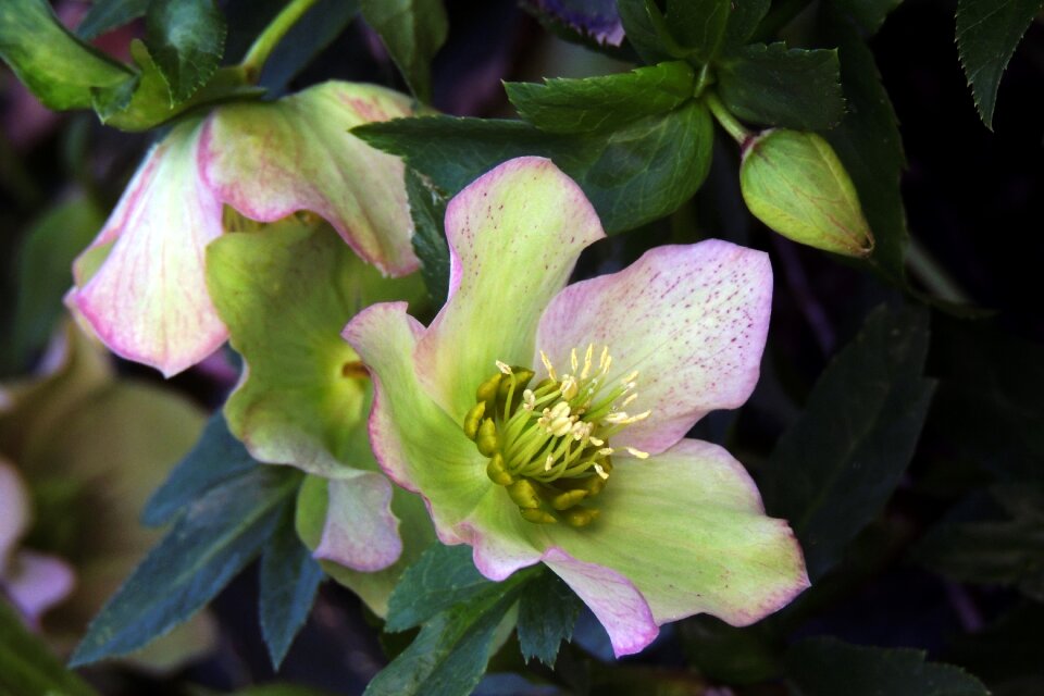 Spring perennial gardening