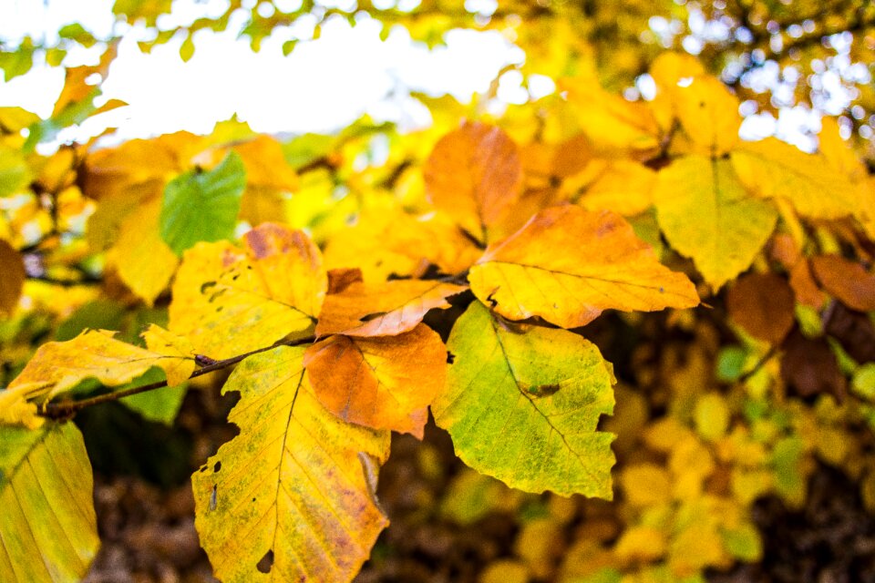 Fall nature