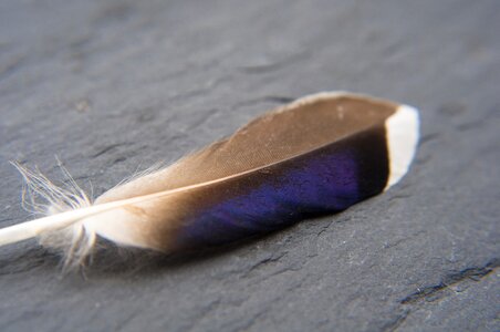 Blue nature bird feather