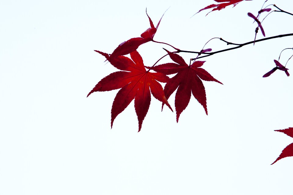 Nature leaves the leaves